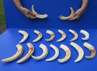 11 inches Extra Large Warthog Tusks <font color=red> Wholesale</font> - 2 @ $55.00 each; 4 @ $50.00 each