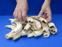11 inches Extra Large Warthog Tusks <font color=red> Wholesale</font> - 2 @ $55.00 each; 4 @ $50.00 each