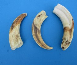 Bulk Warthog Tusks, Ivory for Carving, 4 to 6 inches  - $64.99 a pound
