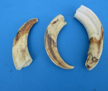 Warthog Tusks <font color=red> Wholesale</font>,  Mixed Quality, 4 to 6 inches - 4 lb bag @ $40 a pound