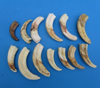 Warthog Tusks <font color=red> Wholesale</font>,  Mixed Quality, 4 to 6 inches - 4 lb bag @ $40 a pound