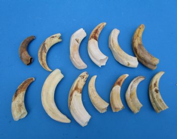 Warthog Tusks <font color=red> Wholesale</font>,  Mixed Quality, 4 to 6 inches - 4 lb bag @ $40 a pound