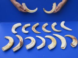 9 inches Large Warthog Tusks <font color=red>Wholesale</font>  -  4 @ $27.50 each; Pack of 6 @ $24.50 each