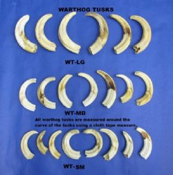 Warthog Tusks <font color=red> Wholesale</font>, 5 inches to 7-7/8 inches - 1.5 pounds @ $60.00 a pound