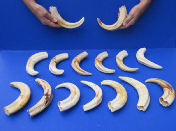 11 inches Extra Large Warthog Tusks <font color=red> Wholesale</font> - 2 @ $55.00 each; 4 @ $50.00 each