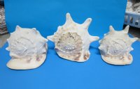 7 inches Yellow Helmet Shells for Sale <font color=red> Wholesale</font>, Horned Helmet Shells - 11 @ $8.50 each