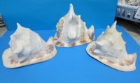 7 inches Yellow Helmet Shells for Sale <font color=red> Wholesale</font>, Horned Helmet Shells - 11 @ $8.50 each