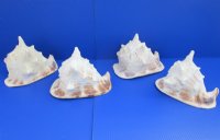 10 inches Yellow Helmet Shell, Horned Helmet Shell for Sale, Number 2 Quality with Slight Damage/Blemishes - $15.20 each