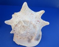 10 inches Yellow Helmet Shell, Horned Helmet Shell for Sale, Number 2 Quality with Slight Damage/Blemishes - $15.20 each