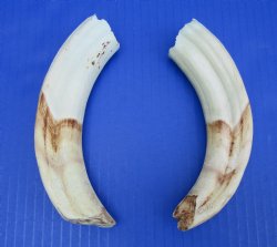 Matching Pair of African Warthog Ivory Tusks 7-3/4 and 7-1/2 inches (4.75 inches solid) for $38.99