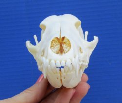 6 by 3 inches Real African Black-Backed Jackal Skull <font color=red> Grade A</font> for $79.99