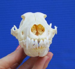 6 by 3 inches Real African Black-Backed Jackal Skull <font color=red> Grade A</font> for $79.99