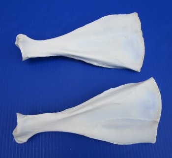 Two African Blesbok Shoulder Blade, Scapula Bones 10-3/4 inches long for $14.00 each