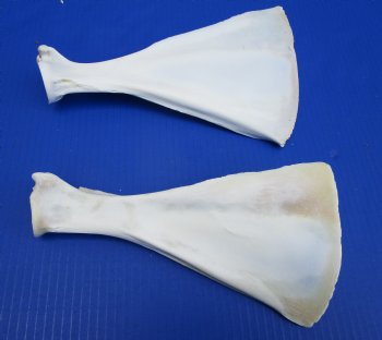 Two African Blesbok Shoulder Blade, Scapula Bones 9-3/4 inches long for $14.00 each