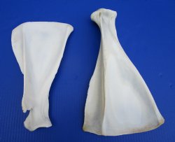 Two African Greater Kudu Shoulder Blade Bones, Scapula 13-3/4 and 12-1/4 inches for $22 each