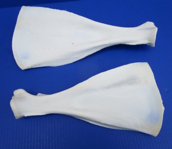 Two African Greater Kudu Shoulder Blade Bones, Scapula 14-1/2 and 12-3/4 inches for $22 each