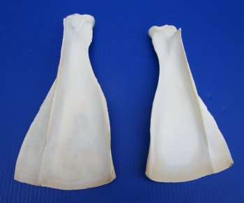 Two African Greater Kudu Shoulder Blade Bones, Scapula 13-1/2 and 12-1/4 inches for $22 each