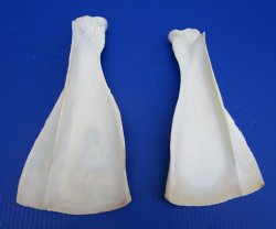 Two African Greater Kudu Shoulder Blade Bones, Scapula 13-1/2 and 12-1/4 inches for $22 each