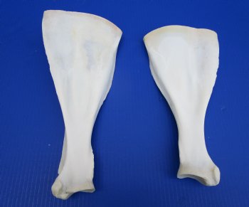 Two African Greater Kudu Shoulder Blade Bones, Scapula 13-1/2 and 12-1/4 inches for $22 each