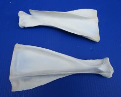 Two African Blesbok Shoulder Blade, Scapula Bones 10-3/4 and 11  inches long for $14.00 each