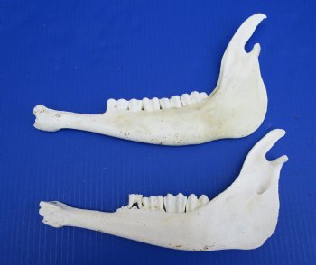 Real African Greater Kudu Jaw Bones  10-3/4 and 11-1/2 inches for $15 each