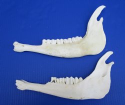 Real African Greater Kudu Jaw Bones  10-3/4 and 11-1/2 inches for $15 each