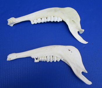 Real African Greater Kudu Jaw Bones  10-3/4 and 11-1/2 inches for $15 each