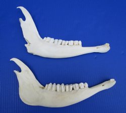 Real African Greater Kudu Jaw Bones  12 and 11-1/2 inches for $15 each