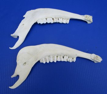Real African Greater Kudu Jaw Bones  12 and 11-1/2 inches for $15 each