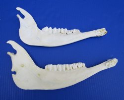 Real African Greater Kudu Jaw Bones  12 and 11-1/2 inches for $15 each