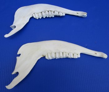 Real African Greater Kudu Jaw Bones  12 and 11-1/2 inches for $15 each