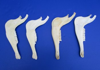 4 African Blesbok Jaw Bones 9-1/2 to 10 inches long for $8 each- 