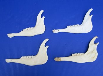 4 African Blesbok Jaw Bones 9-1/2 to 10 inches long for $8 each- 