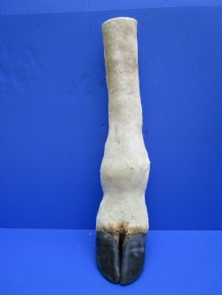 Authentic Taxidermy Giraffe Foot with Hoof 21-3/4 inches tall for $89.99