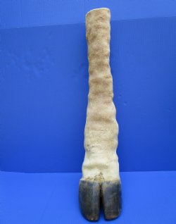 Authentic Taxidermy Giraffe Foot with Hoof 24 inches tall for $89.99