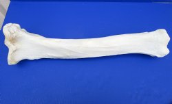 27-1/4 inches Real Giraffe Tibia Leg Bone for $99.99