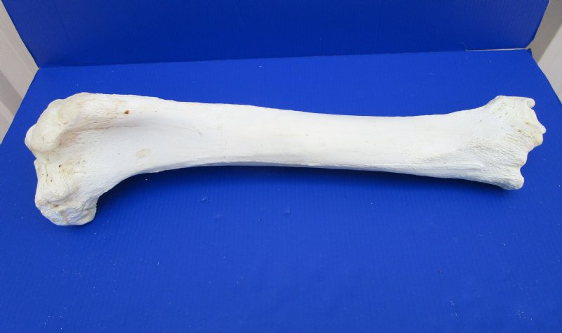 Real Human Tibia Bone Sword