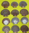 2-1/2 to 3-1/2 inches <font color=red> Wholesale</font> San Diego Scallop Shells, Mexican Flat Shells in Bulk - Case of 300 @ .33 each
