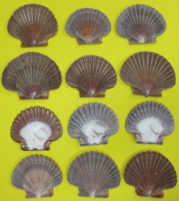 21/2 to 31/2 inches Mexican Flats, San Diego Scallop Shells in Bulk