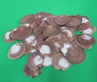 San Diego Scallop Shells, Mexican Flats <font color=red> Wholesale</font> 2-1/2 to 3-1/2 inches - 400 @ .25 each