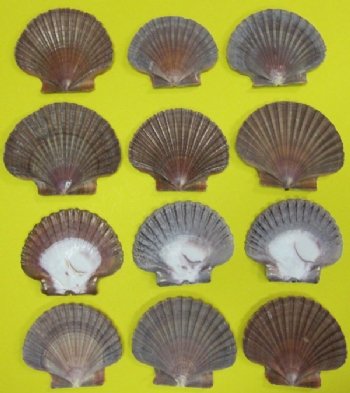 San Diego Scallop Shells, Mexican Flats <font color=red> Wholesale</font> 2-1/2 to 3-1/2 inches - 400 @ .25 each