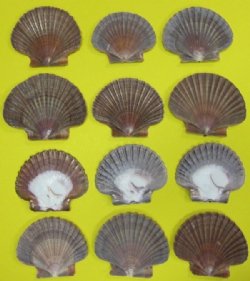 San Diego Scallop Shells, Mexican Flats <font color=red> Wholesale</font> 2-1/2 to 3-1/2 inches - 400 @ .25 each