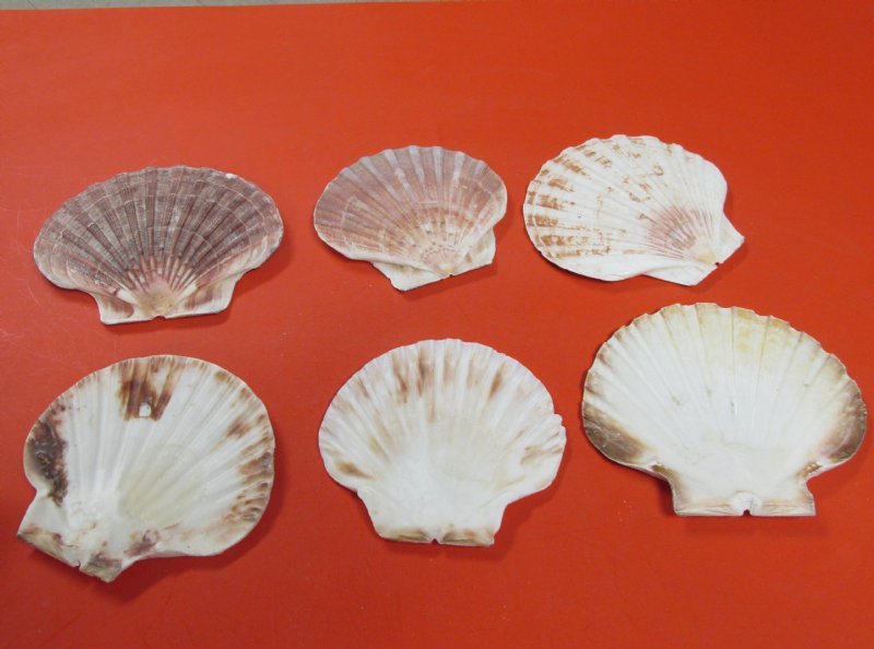 4 to 43/4 inches Wholesale Irish Flat Shells, Great Scallop, Pecten Maximum