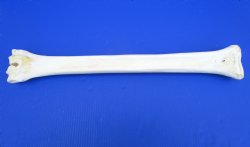 24 inches Real Giraffe Metatarsal Leg Bone for $94.99