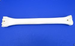 26-1/4 inches Real Giraffe Metacarpal Leg Bone for $99.99