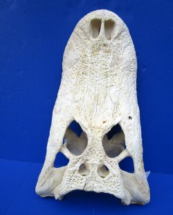 17-1/2 inches Grade 2 Florida Alligator Top Skull (no bottom jaw) for $49.99