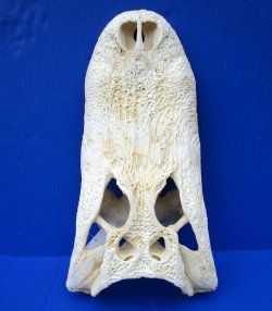 19-3/4 inches Grade 2 Huge Florida Alligator Top Skull (no bottom jaw) for $59.99