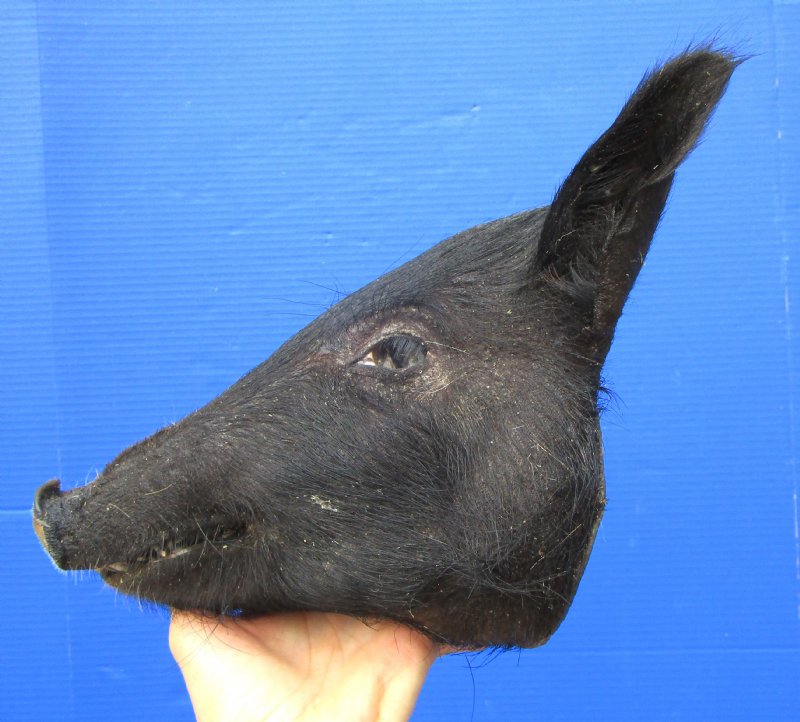81/2 inches Wild Boar Head Preserved with Formaldehyde
