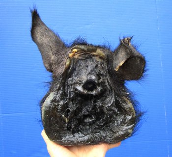 8-1/2 inches Preserved Georgia Wild Boar Head for Sale for $59.99