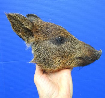 10 inches Georgia Wild Boar Head Preserved with Formaldehyde for  $69.99